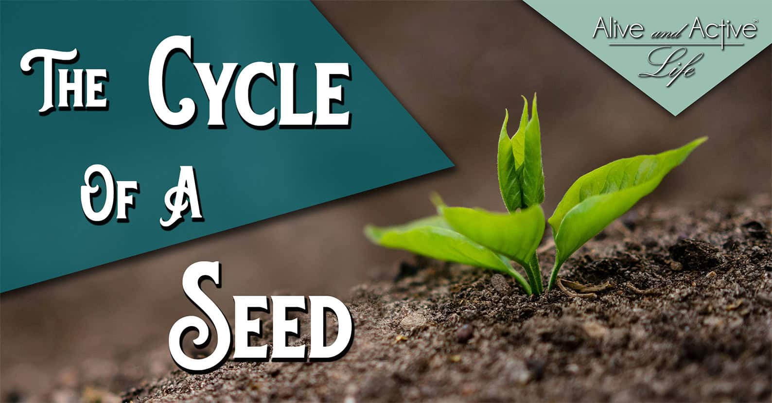The Cycle of a Seed